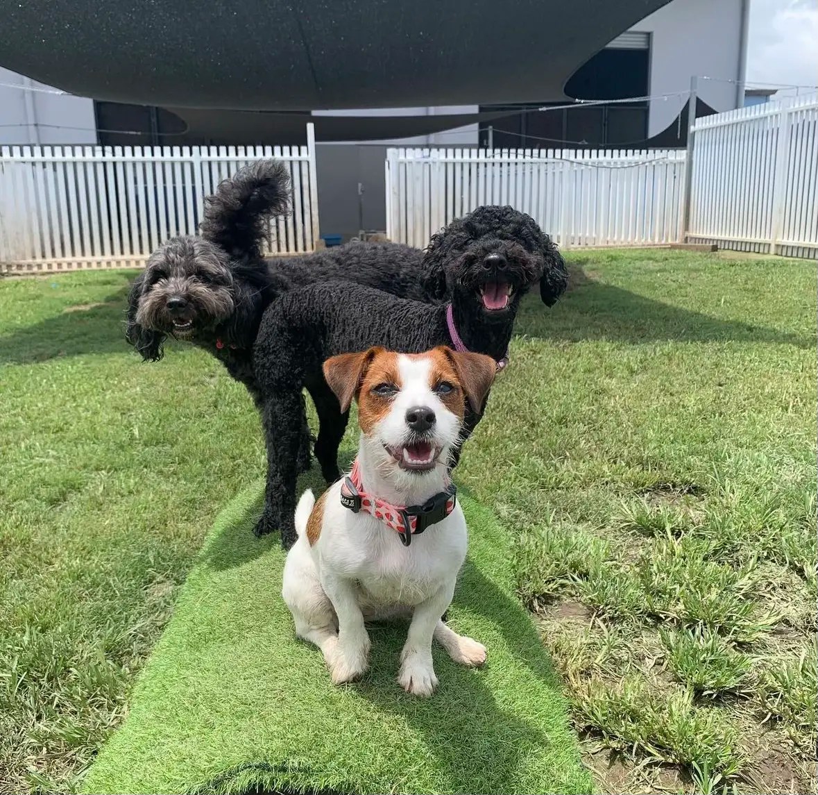 Fun Dog Daycare in Brisbane Hanrob Pet Hotels