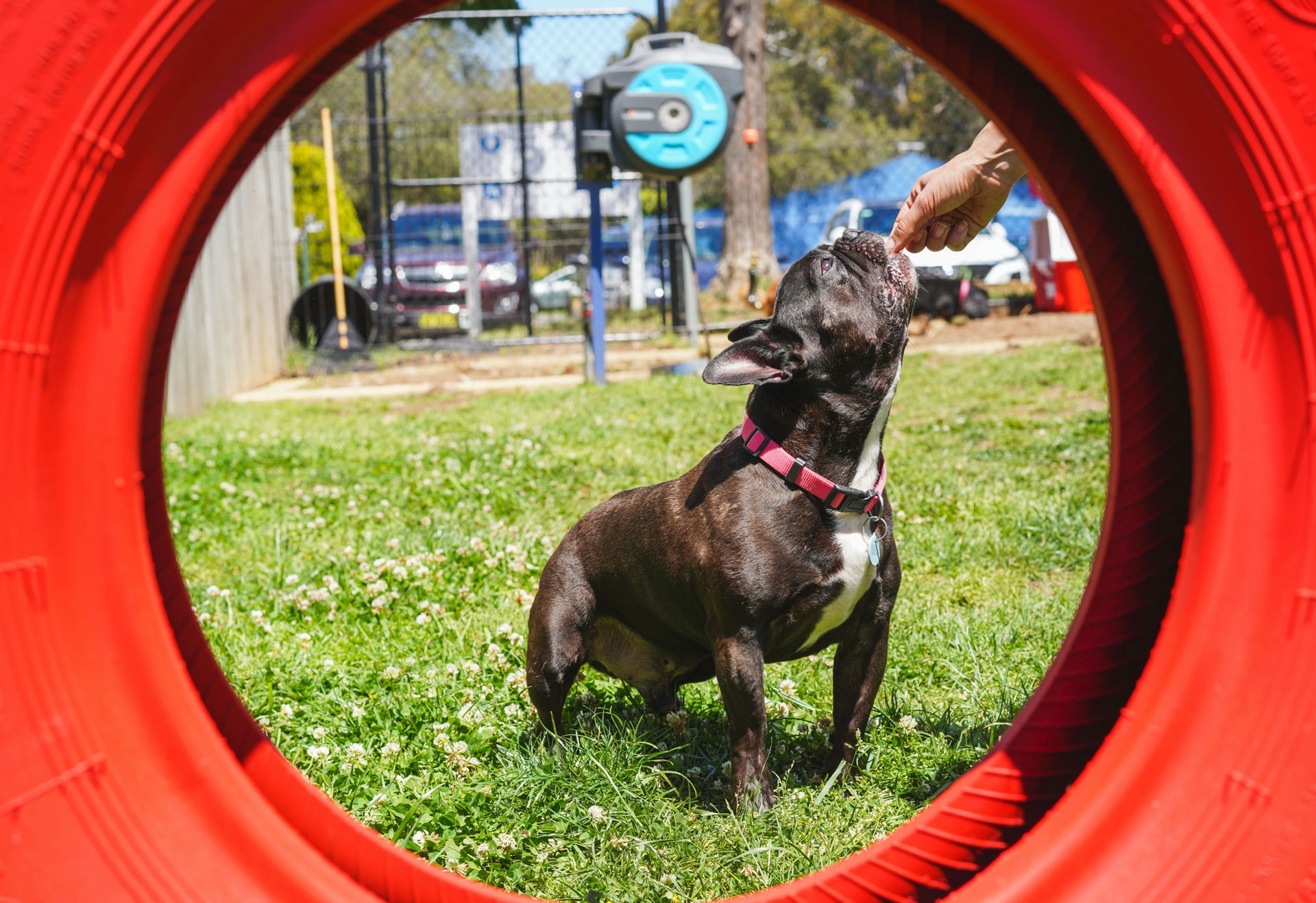 Dog Boarding and Training Programs Hanrob Training Academy