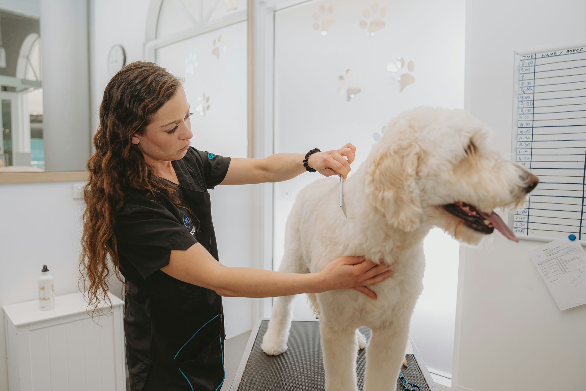 Professional Dog Grooming at Warringah Mall Hanrob Pet Hotels
