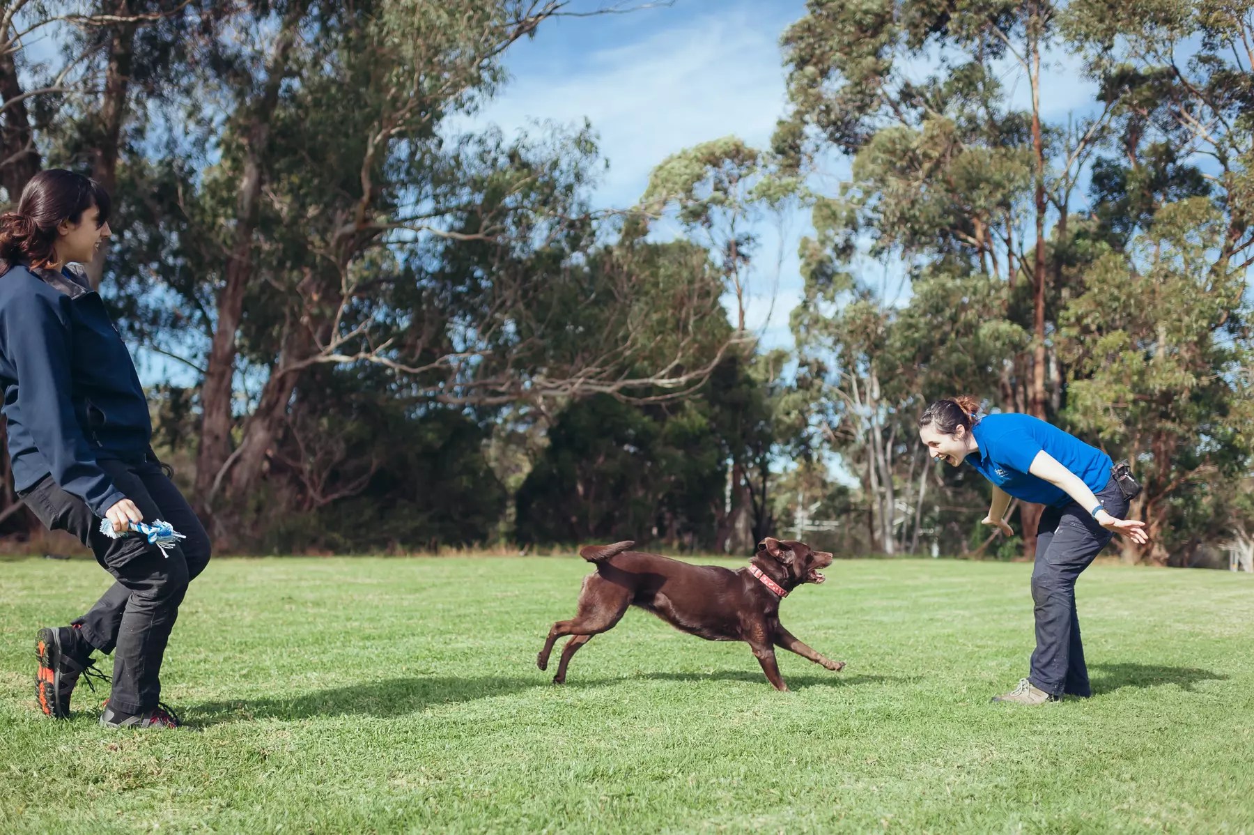 Expert Dog Boarding in Melbourne Hanrob Pet Hotels