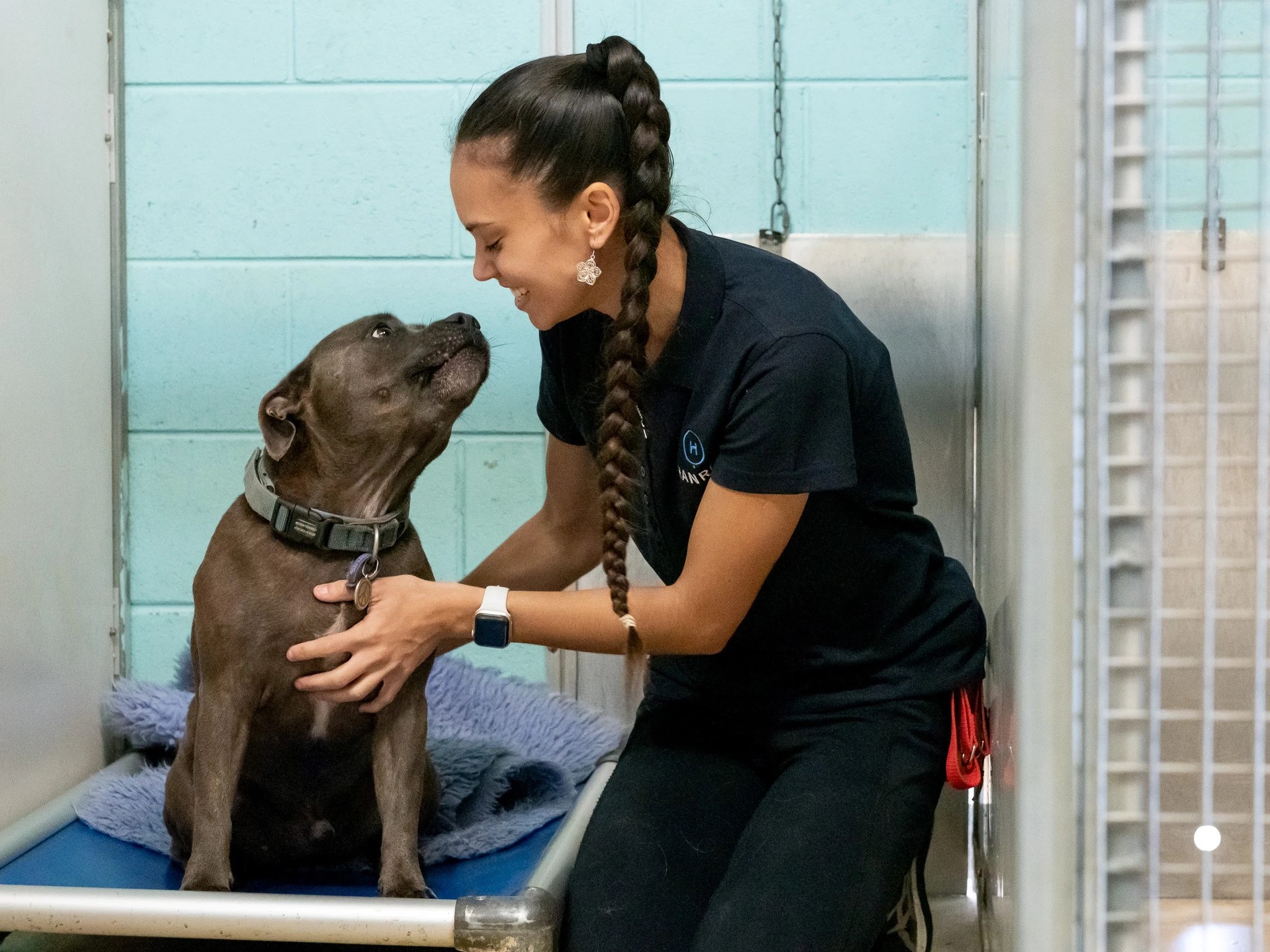 Hanrob Dog Boarding Perth The Very Best Dog Kennels Perth