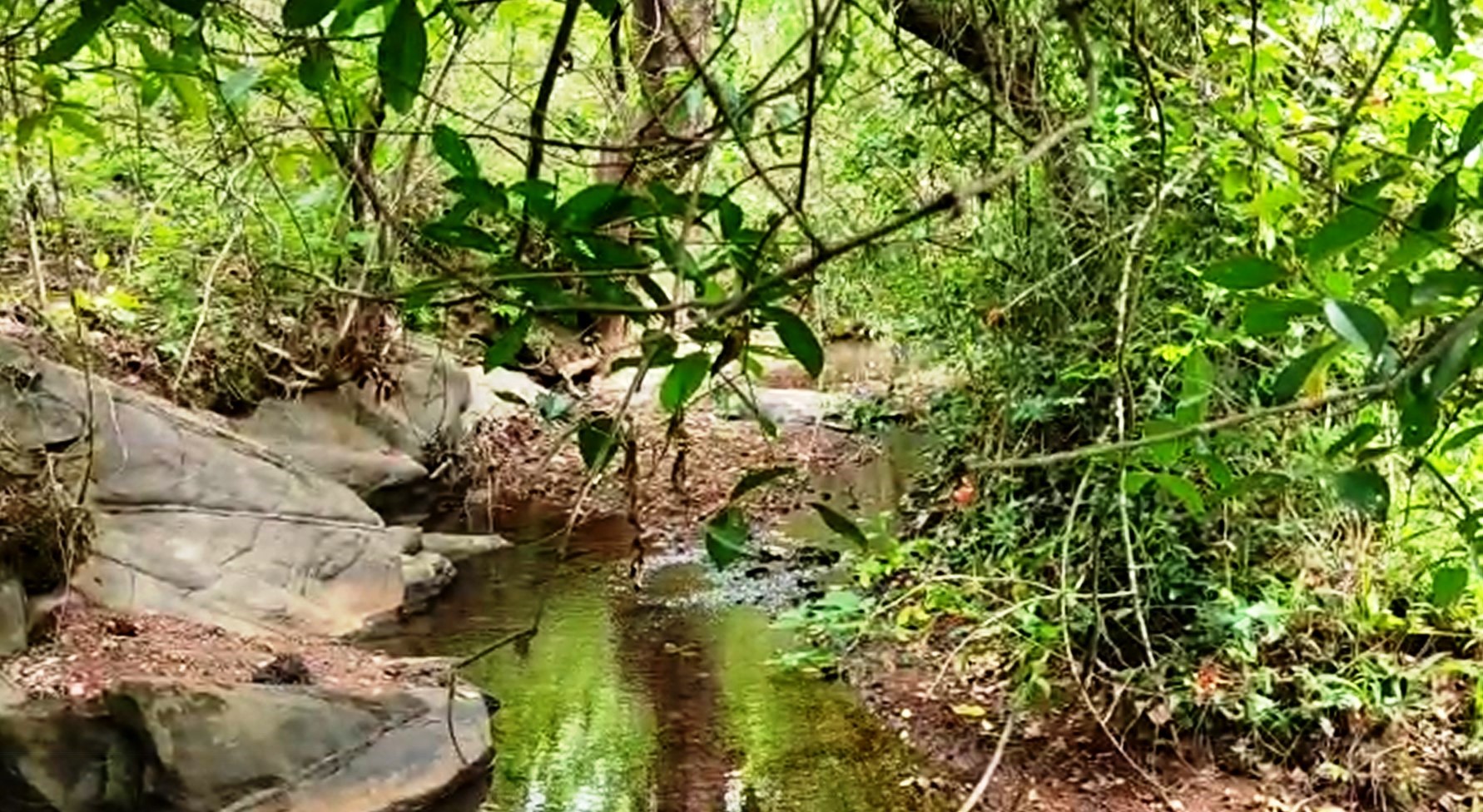 Orchard Land Parcel In Goa For Sale Hans Kumar