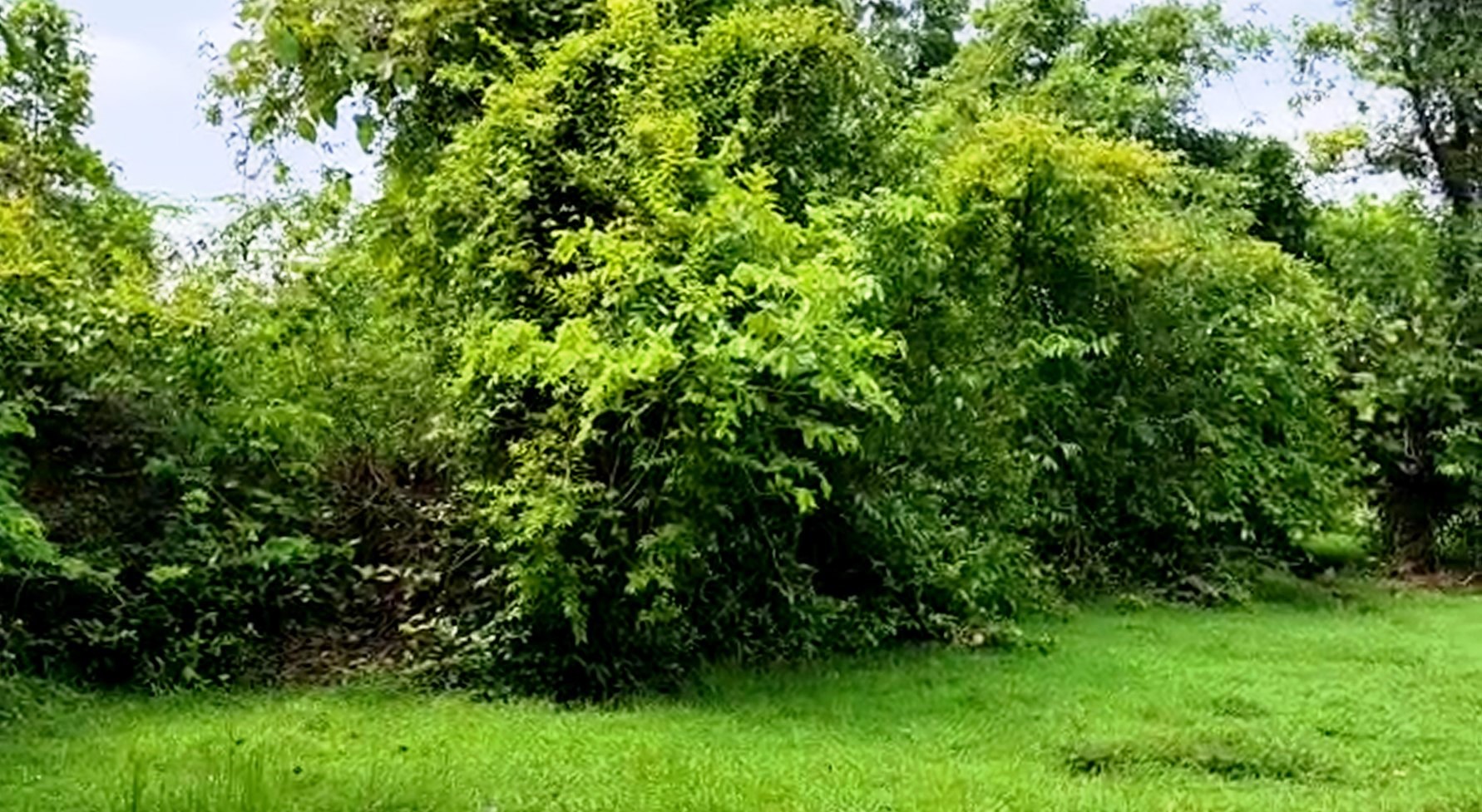 Orchard Land Parcel In Goa For Sale Hans Kumar