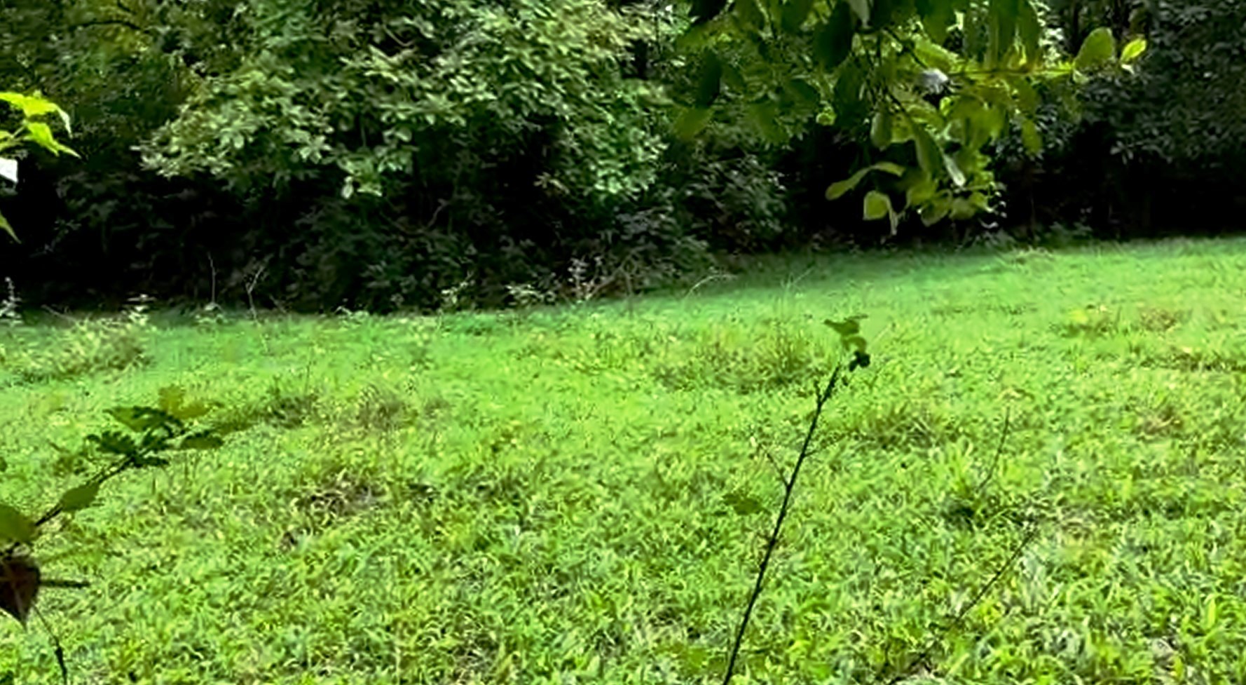 Orchard Land Parcel In Goa For Sale Hans Kumar