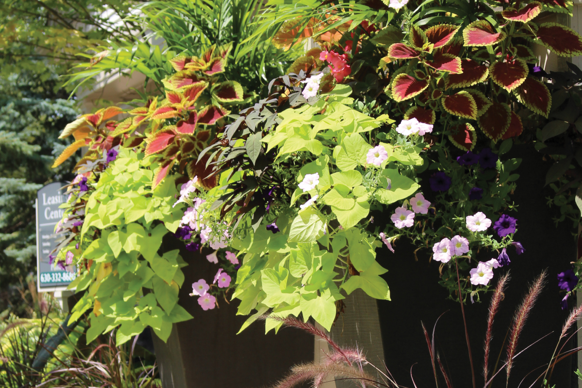 Hanson Landscape Commercial Landscape Partner