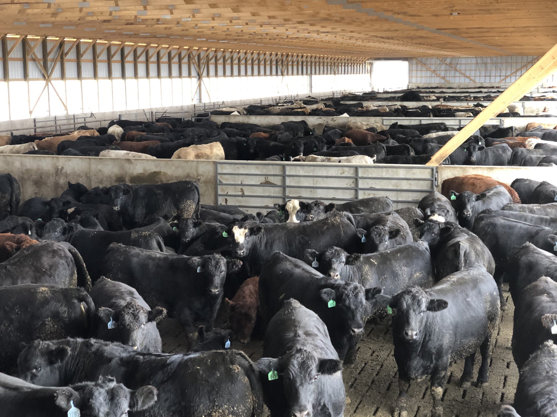 Cattle Slats & Deep Pit Barns Hanson Silo Company