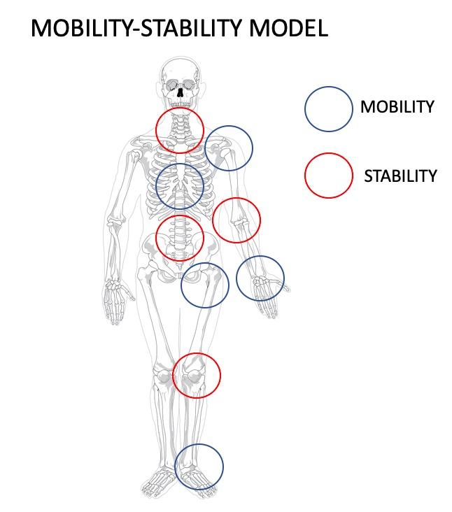 The Harmony of Movement Understanding the Mobility and Stability Model