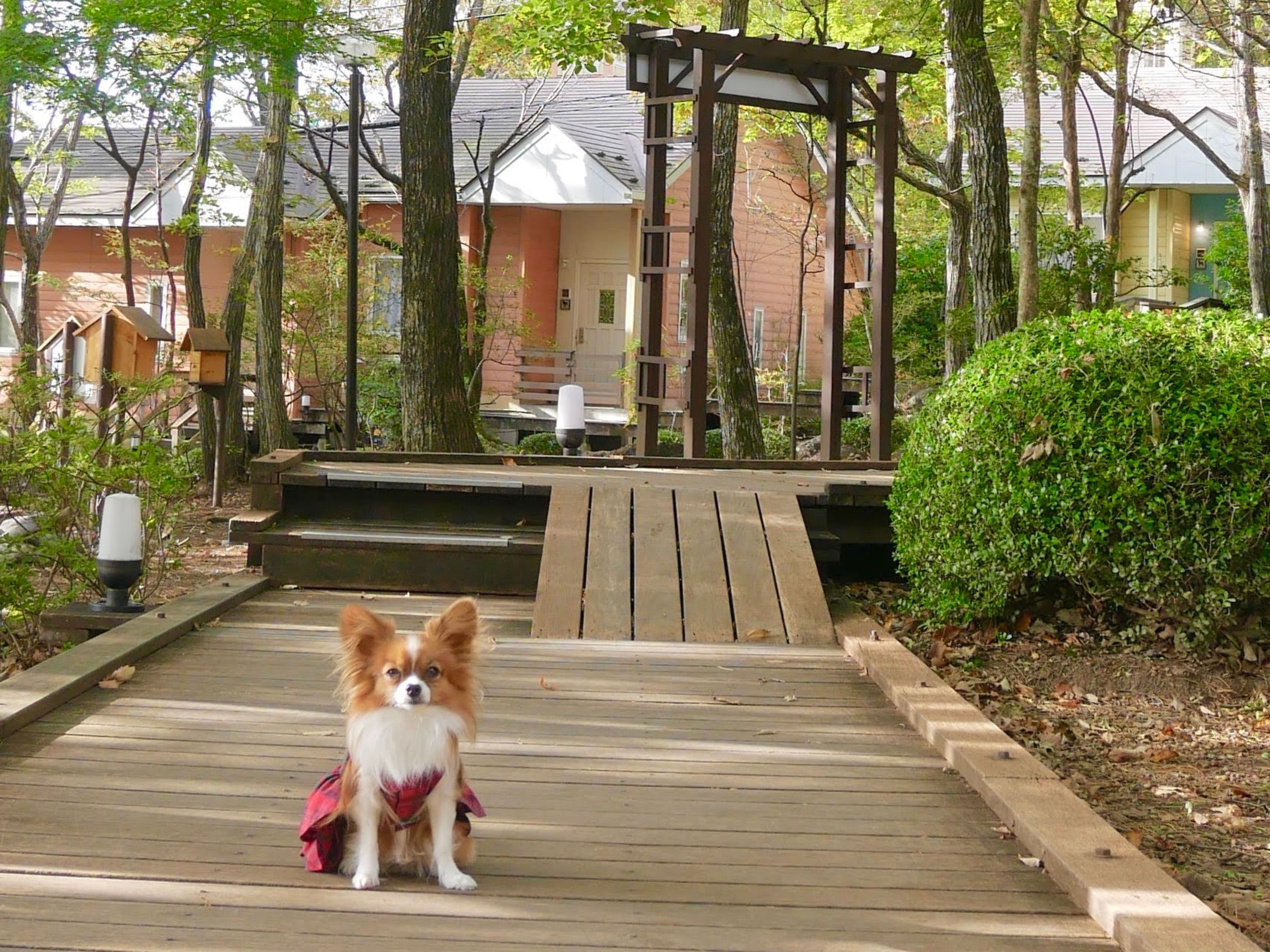 那須でペットと泊まれる！フォレストヒルズ那須で愛犬と過ごす癒しの休日 たびハピ