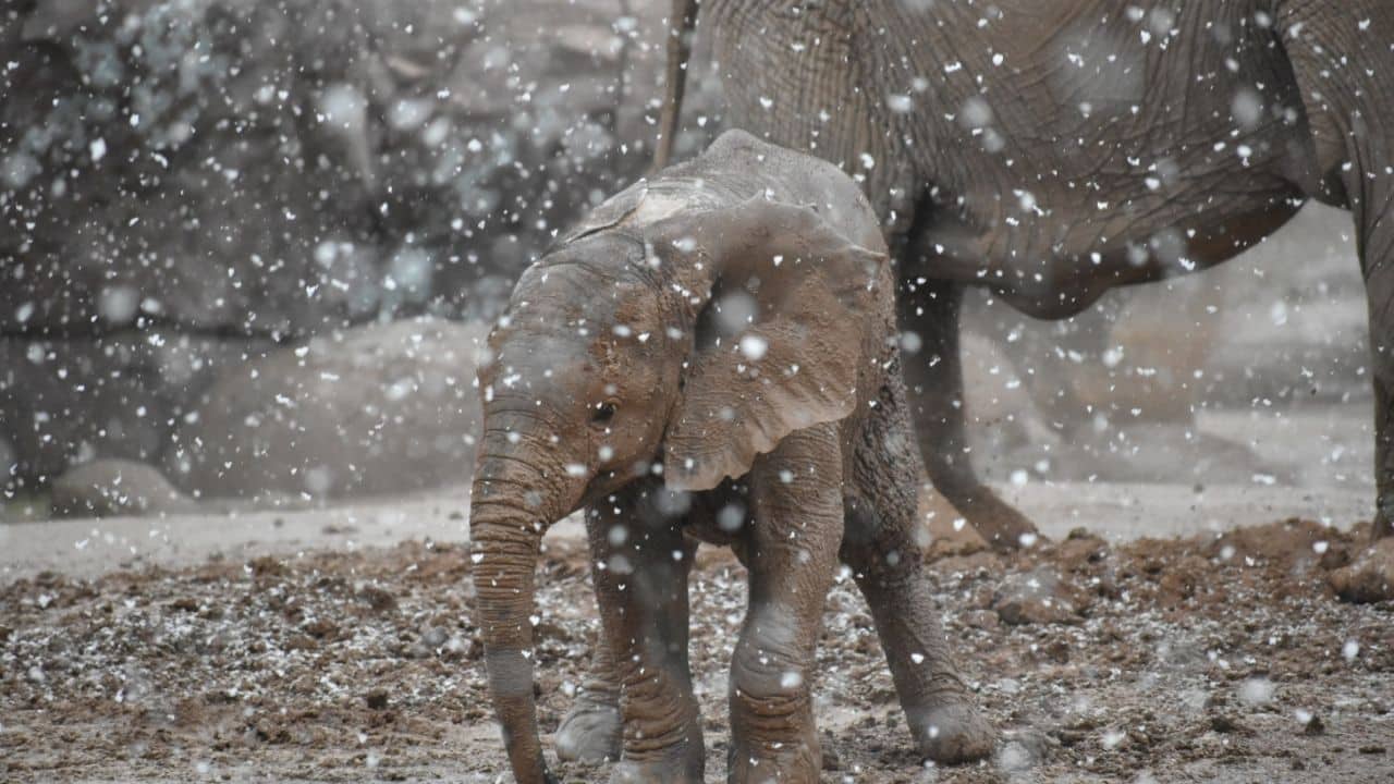 Baby Elephant Enjoys Snow For First Time