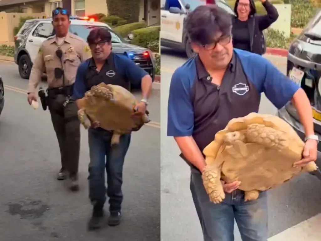 Pet Tortoise Survives L.A. Wildfires and Reunites With His Family