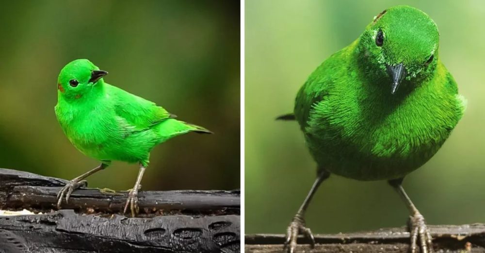 Here’s A Brilliantly Colored GlisteningGreen Tanager Happiness Life