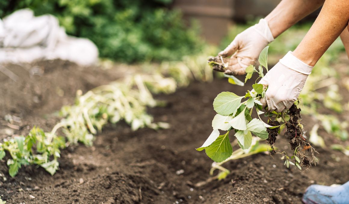How To Grow Delicious Danvers Carrots? Happiness Carrot