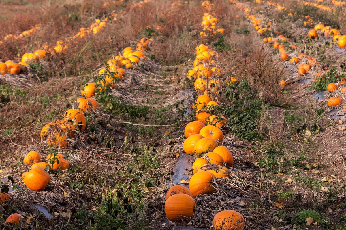 How To Grow Pumpkins A Stepbystep Guide Happiness Pumpkin