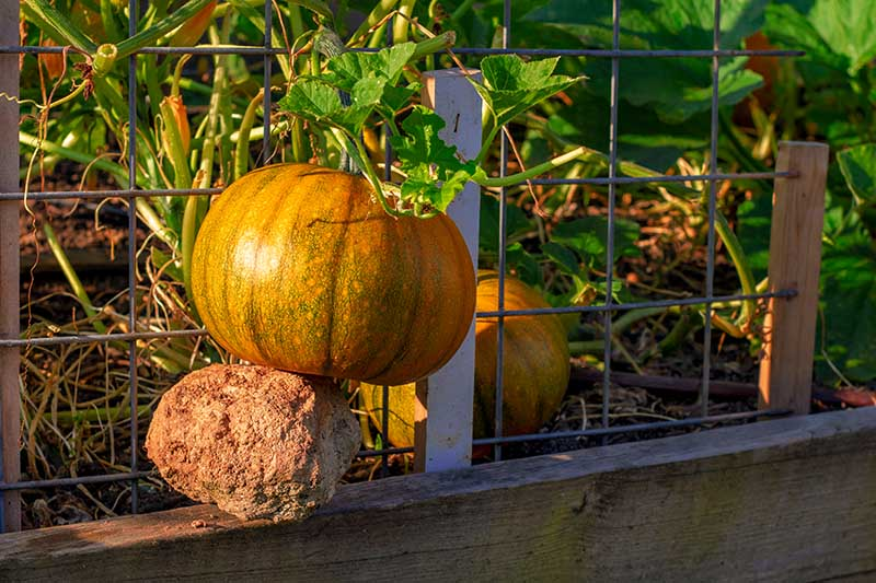 How To Grow Pumpkins in Raised Beds? Happiness Pumpkin