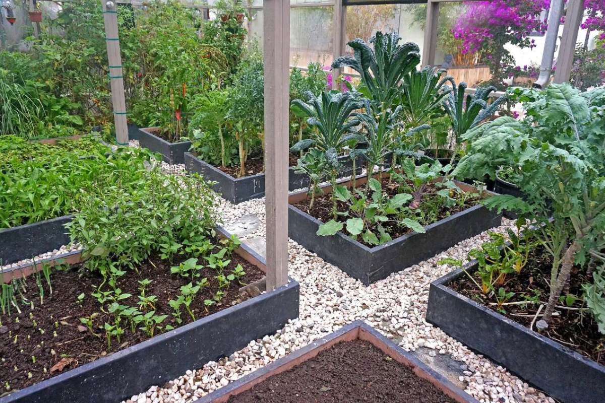 7 Toprated Techniques for Growing Tomatoes In Raised Beds Happiness