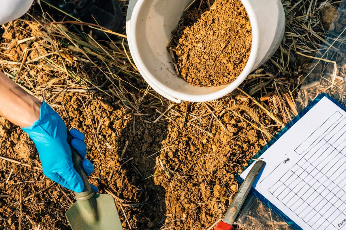 7 Toprated Techniques for Growing Tomatoes In Raised Beds Happiness Tomato