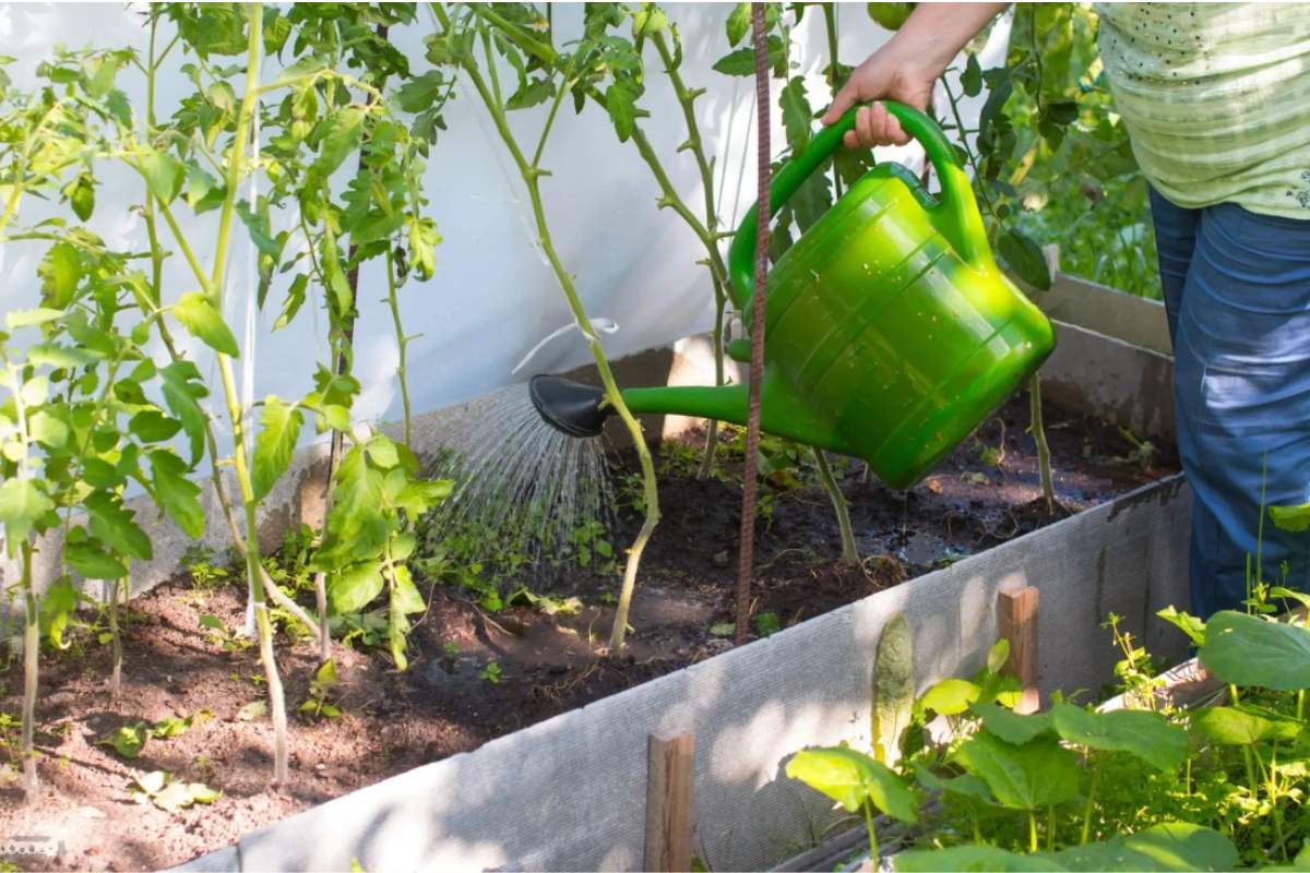 7 Toprated Techniques for Growing Tomatoes In Raised Beds Happiness