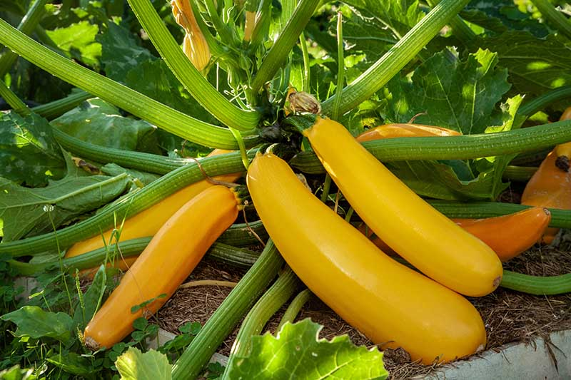 A Complete Growing Guide for Zucchini Plant Care Happiness Zucchini