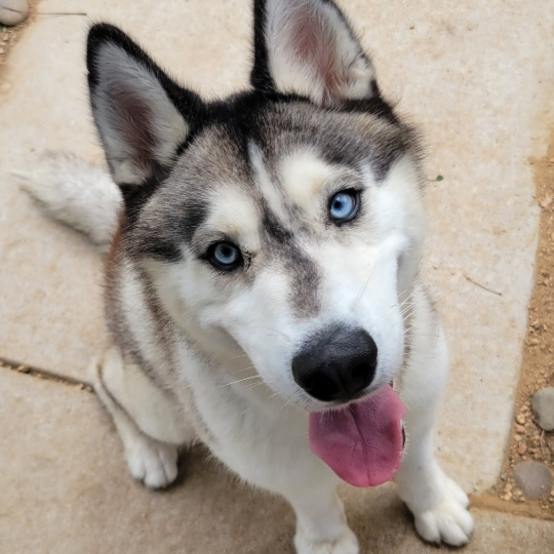 Happy Tails Complete Pet Care Serving the best customers since 1995