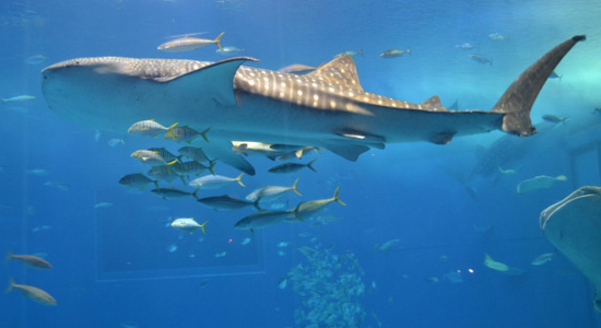 那覇 空港 ちゅら 海 水族館 時間