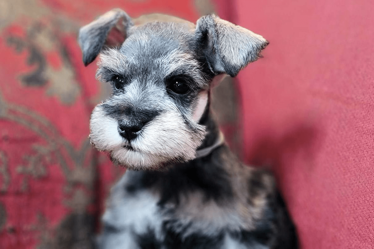 Available AKC Miniature Schnauzers Happy Beard Schnauzers
