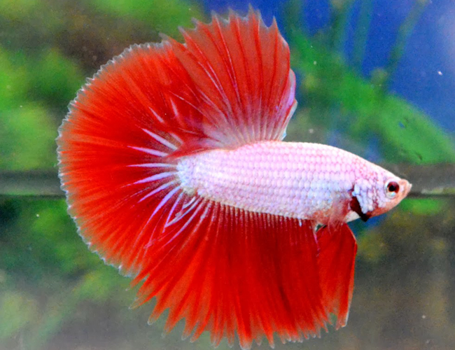 Common Betta Fish Diseases Prevention And Treatment Happy Betta