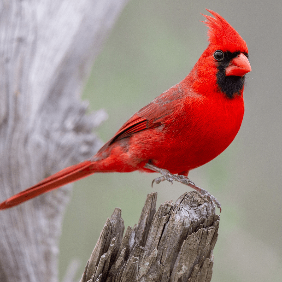Types of Cardinals (What Colors are Cardinals?) Happy Birding