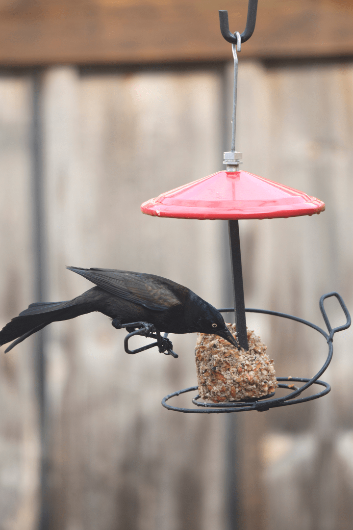 How to Attract Crows to your Yard! Happy Birding