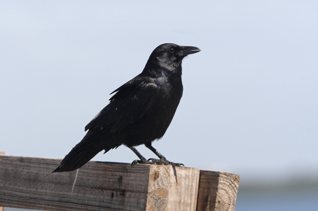 How Long Do Crows Live? (Average Lifespan) Happy Birding