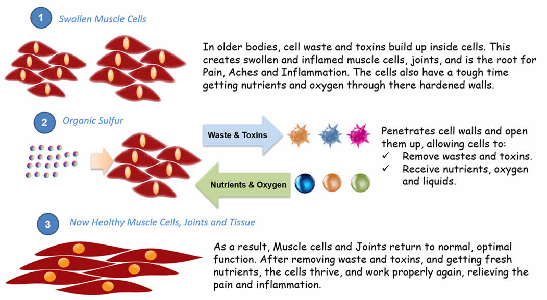 Organic Sulfur / MSM For Dogs. Powerful Pain Supplement