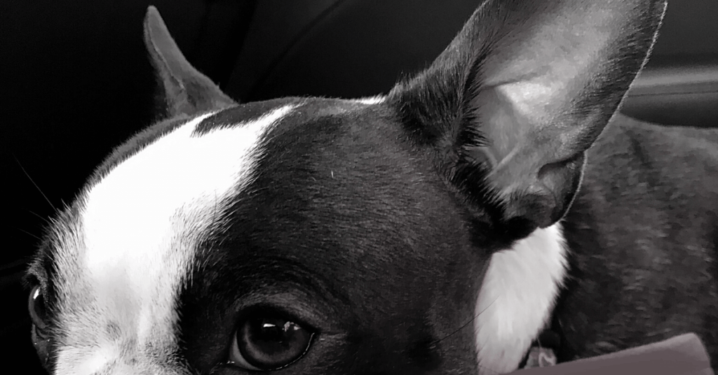 Boston Terrier Itchy Skin [Ultimate Guide] Happy Bostons