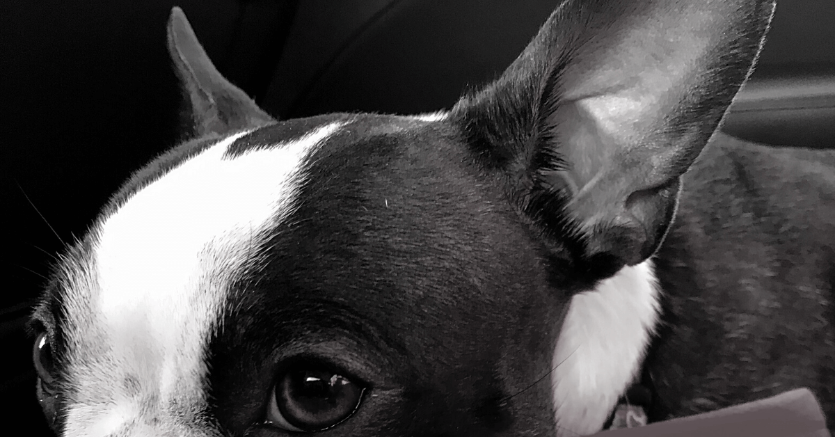 Boston Terrier Itchy Skin [Ultimate Guide] Happy Bostons