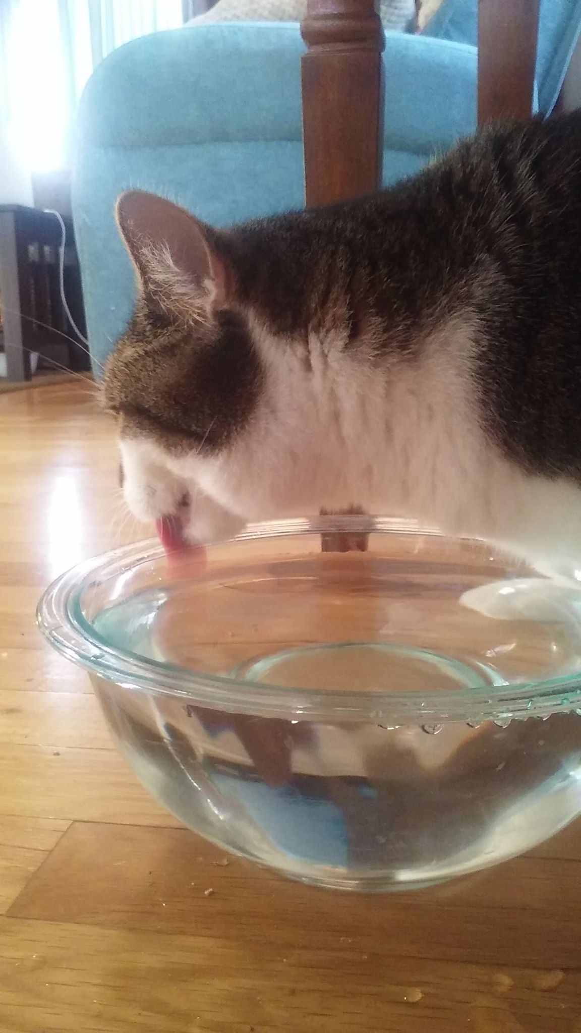 Spill Proof Cat Water Bowls7 Great ChoicesHappy Cat Corner
