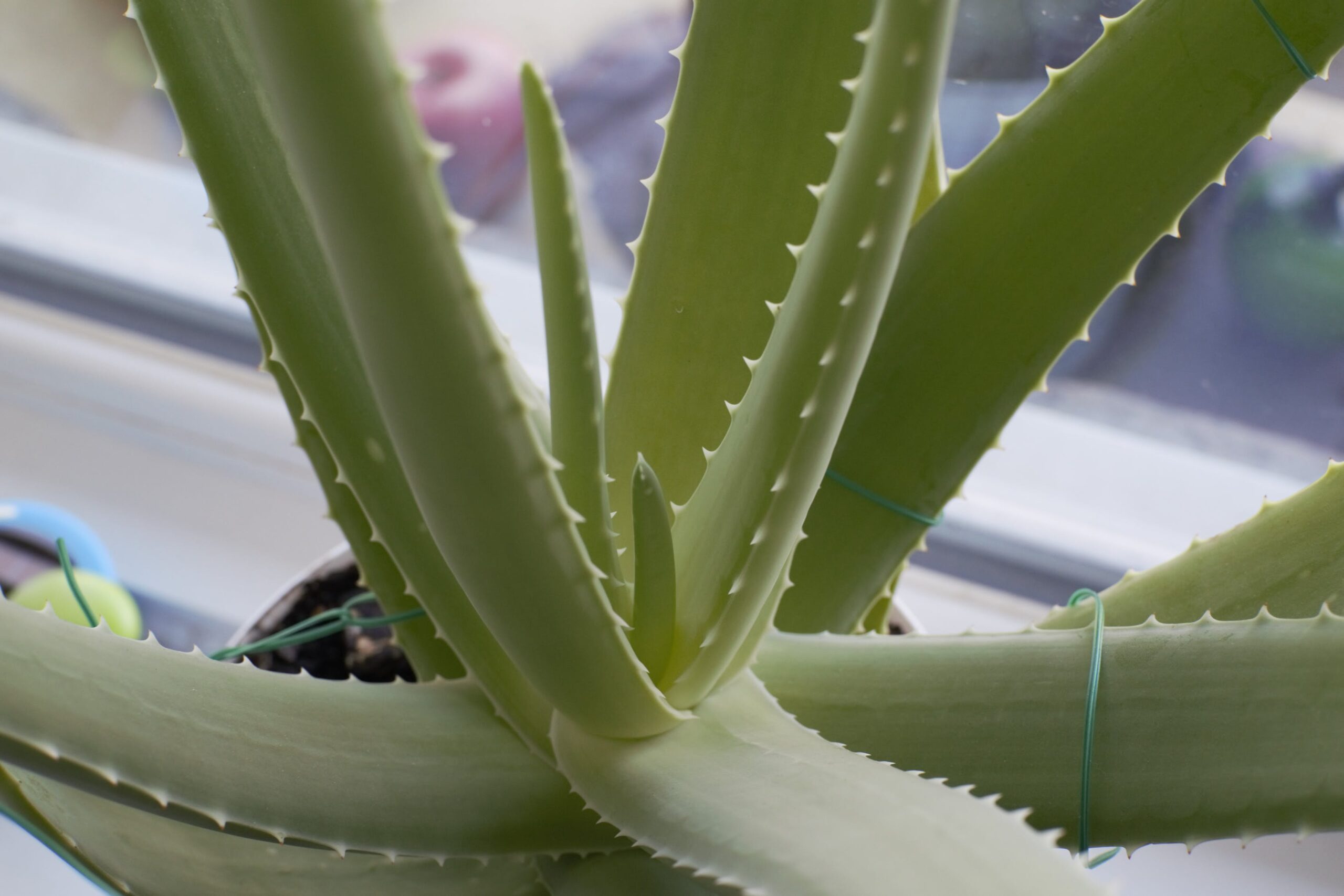 Can Aloe Vera Kill Cats at Crane blog