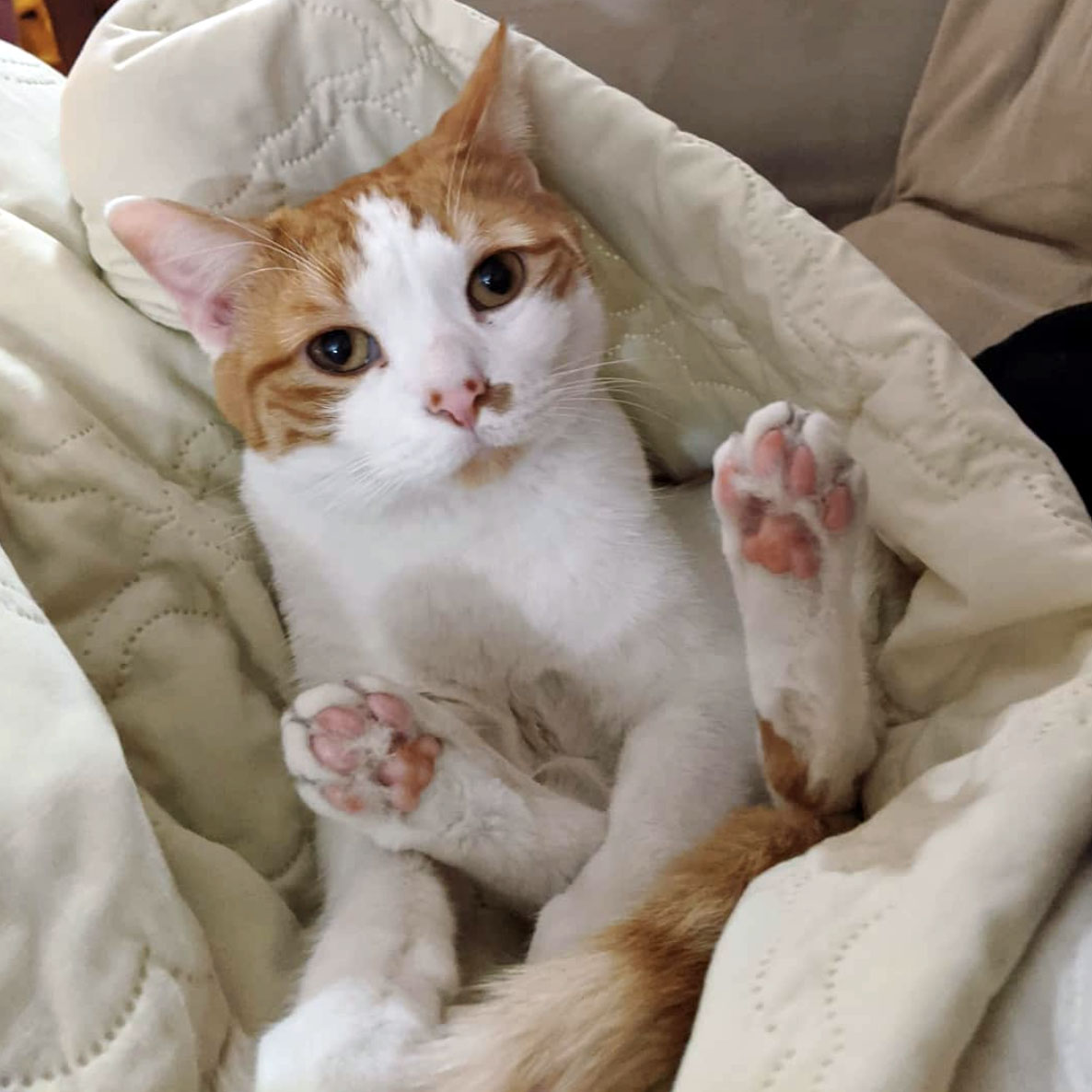 Can You Keep a Litter Box in the Bedroom? Happy Cat Corner