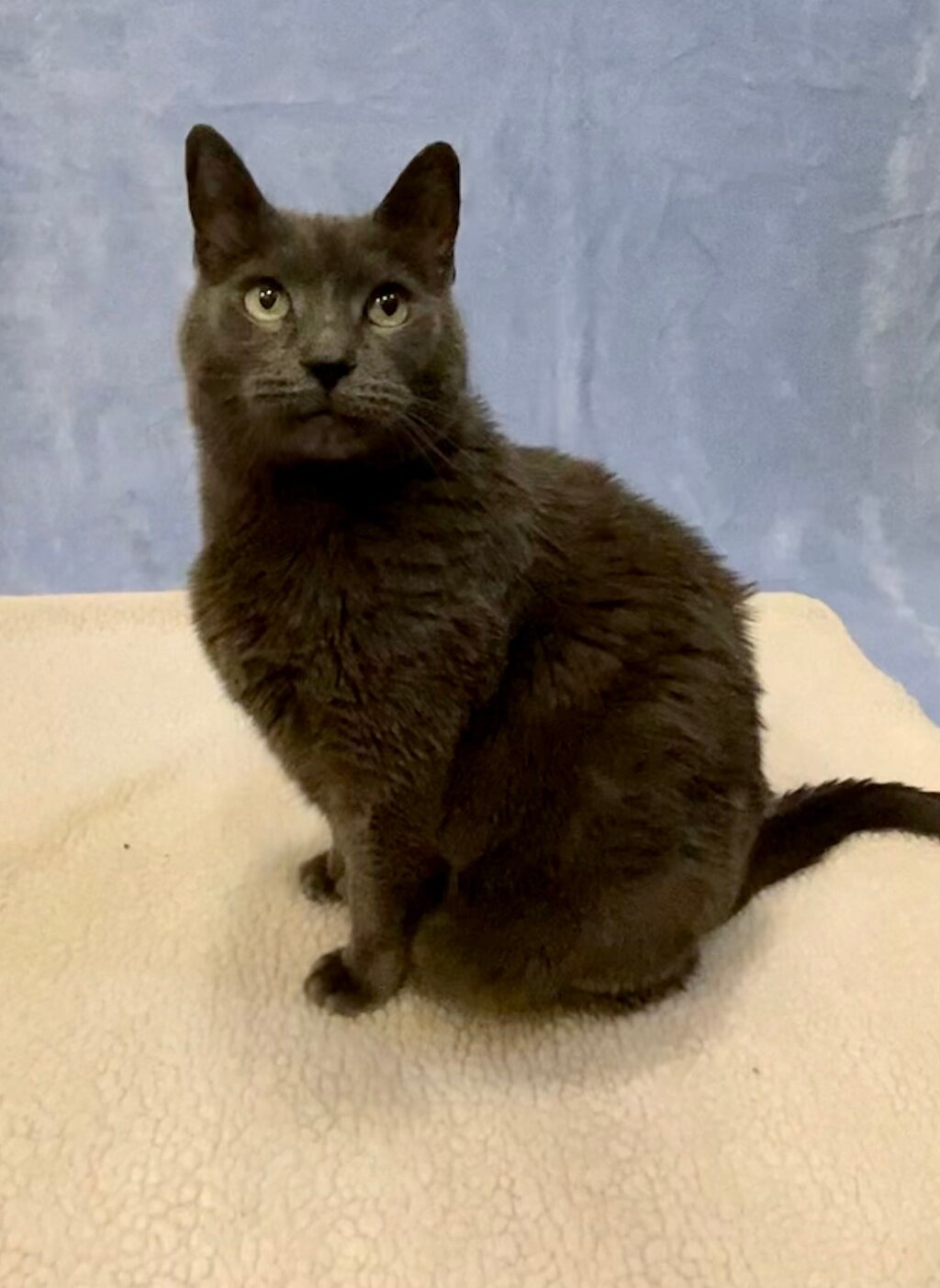 Bijou is adopted! Happy Cats Haven
