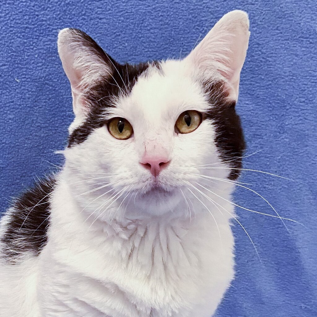 Oreo is Loving Life! Happy Cats Haven