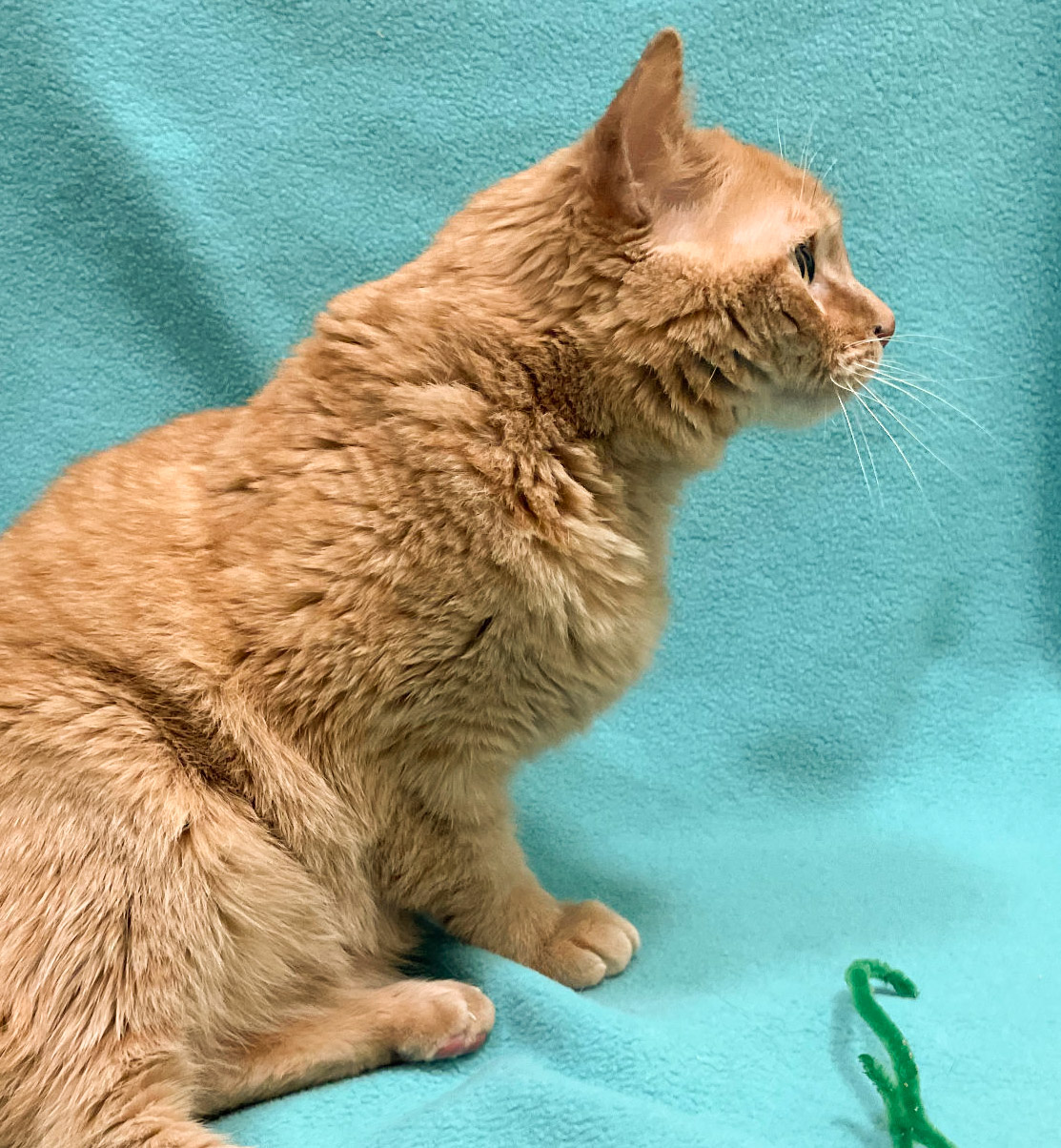 Lore is adopted! Happy Cats Haven