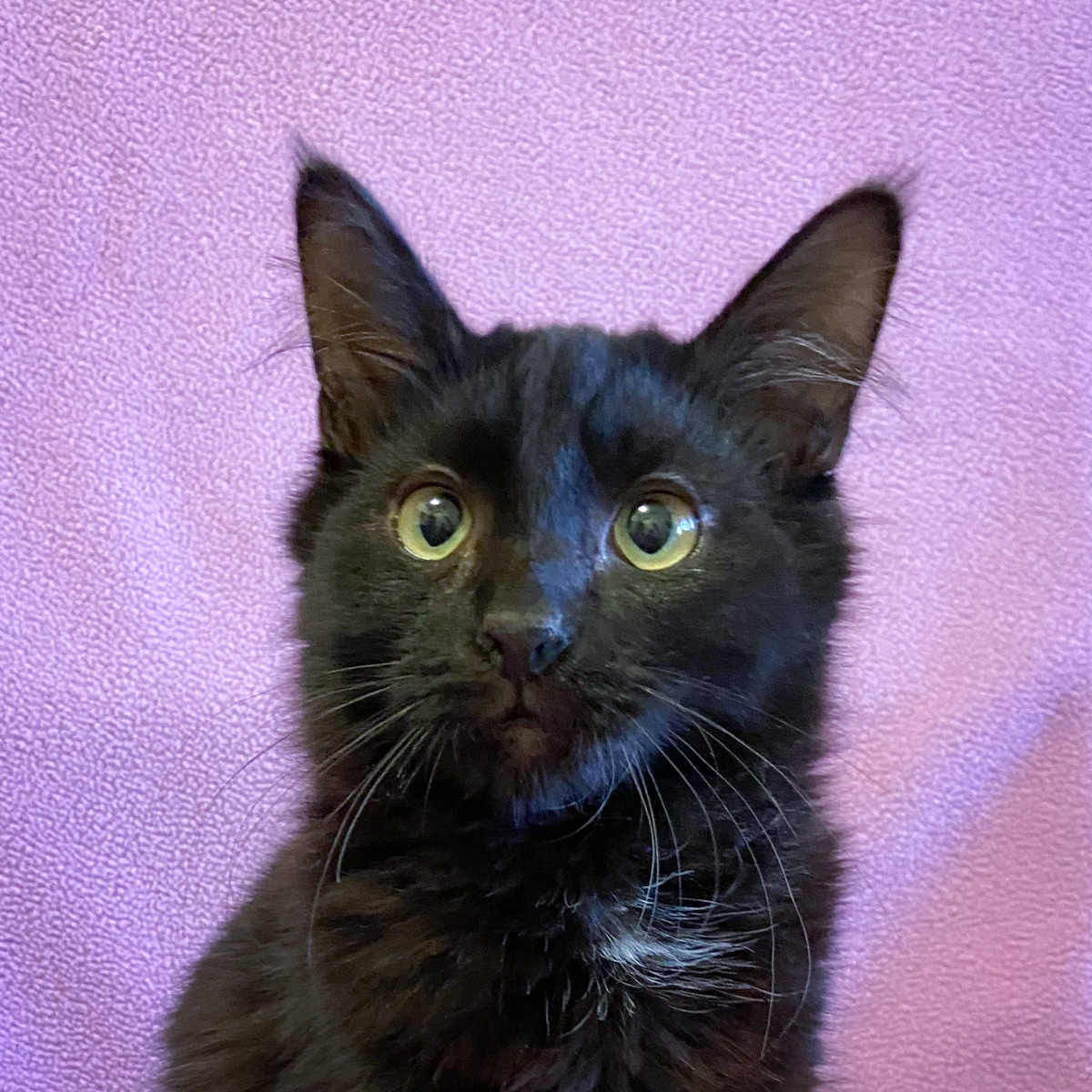 Elm is adopted! Happy Cats Haven