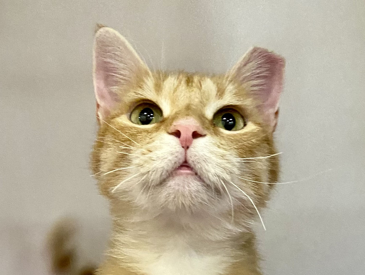 Marigold is adopted! Happy Cats Haven