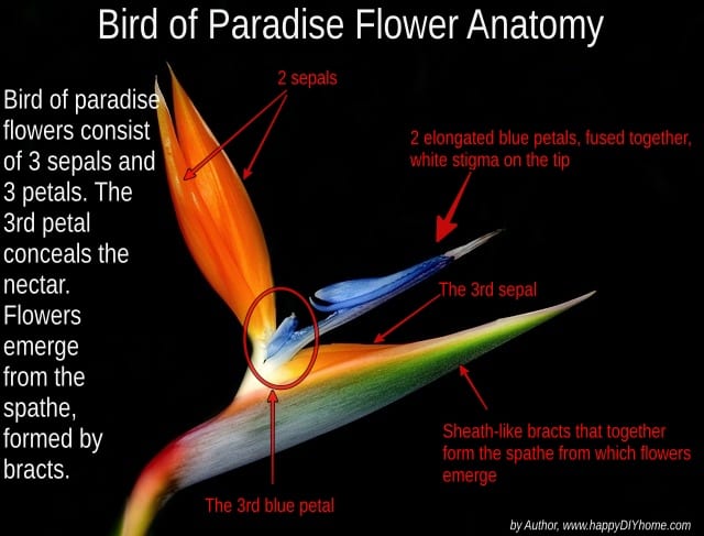 How to Grow and Care for Bird Of Paradise Happy DIY Home