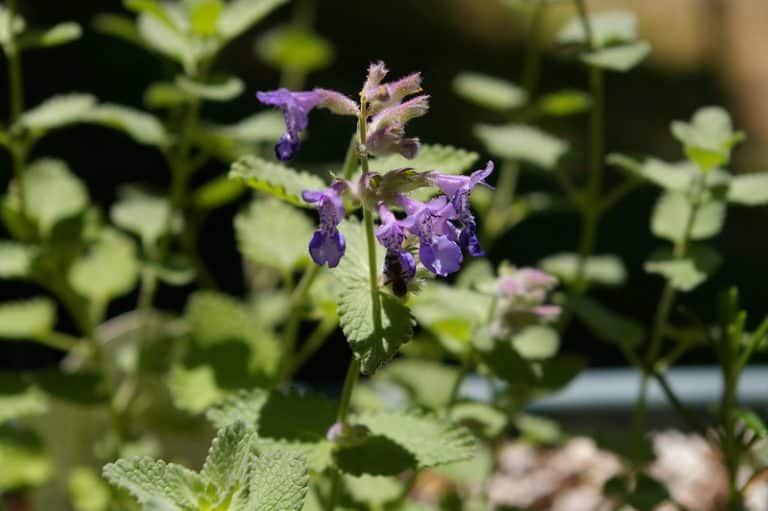 27 Plants That Repel Rabbits Happy DIY Home