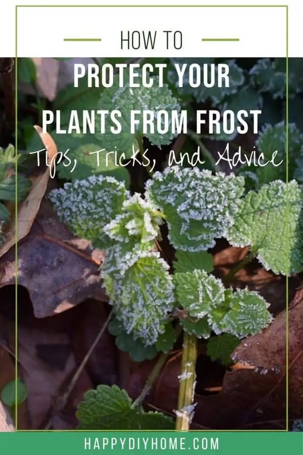How to Protect Plants from Frost Tips, Tricks, and Advice Happy DIY Home