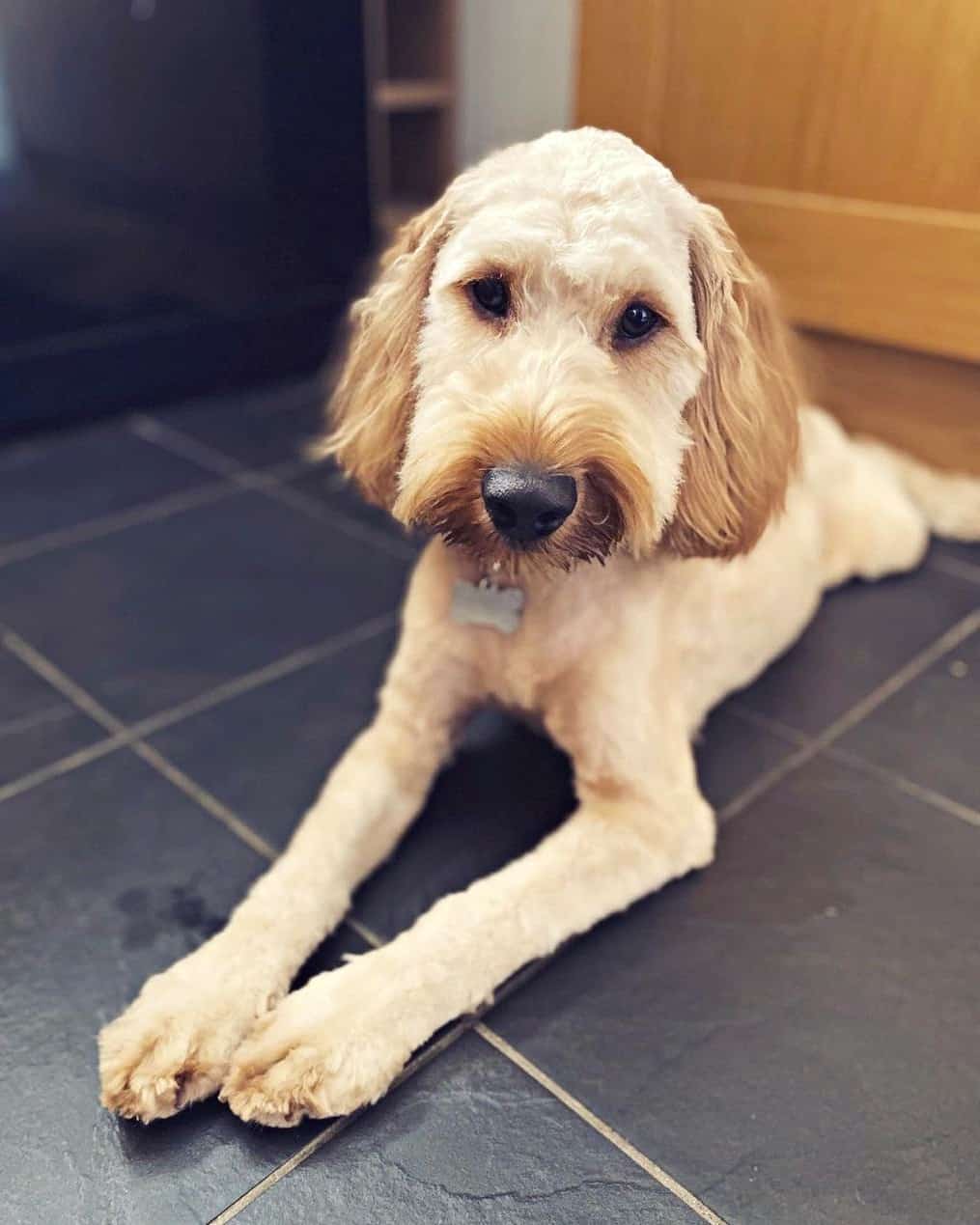 14 Best Cockapoo Haircuts With Pictures! (2024 Updated)