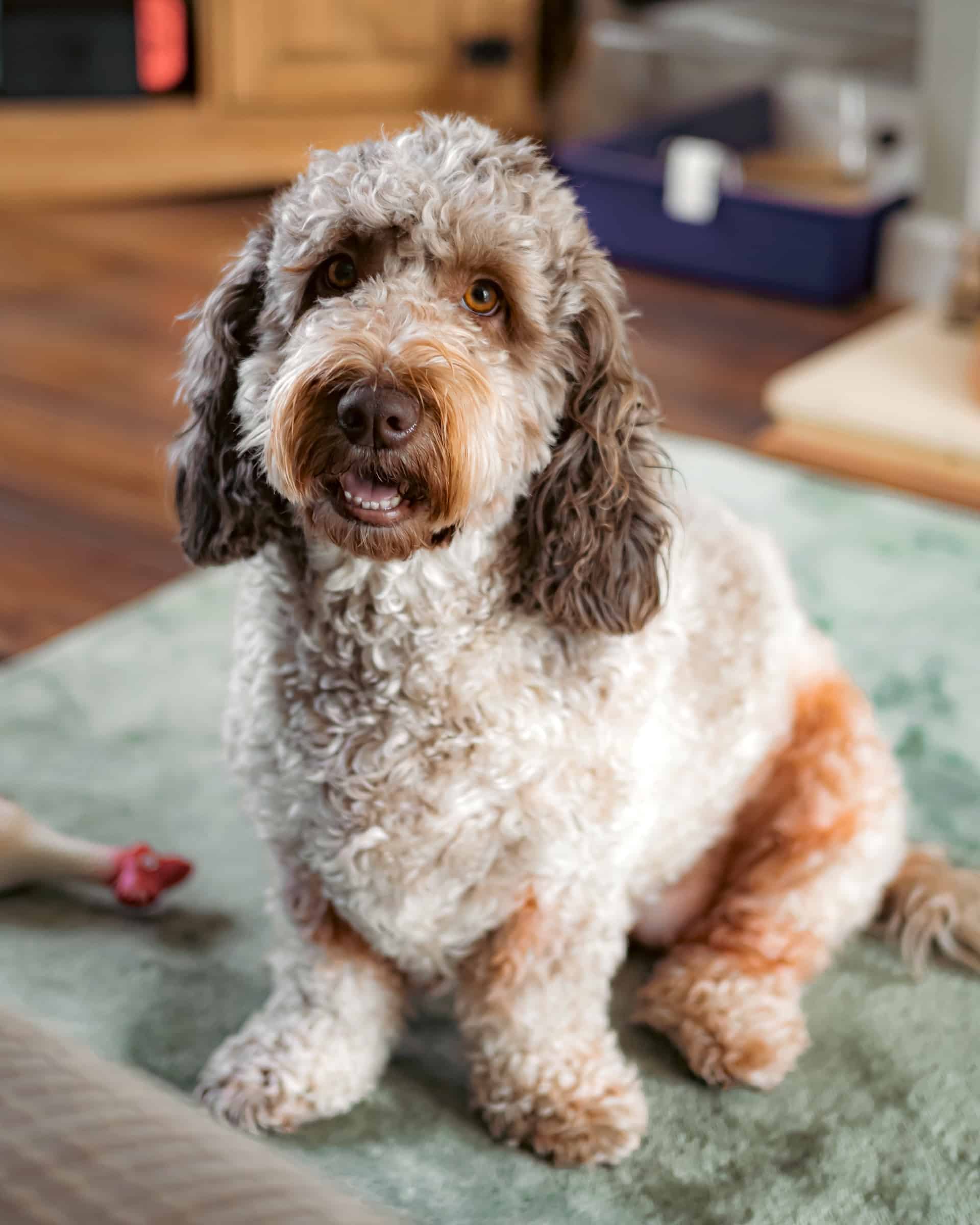 14 Best Cockapoo Haircuts With Pictures! (2024 Updated)