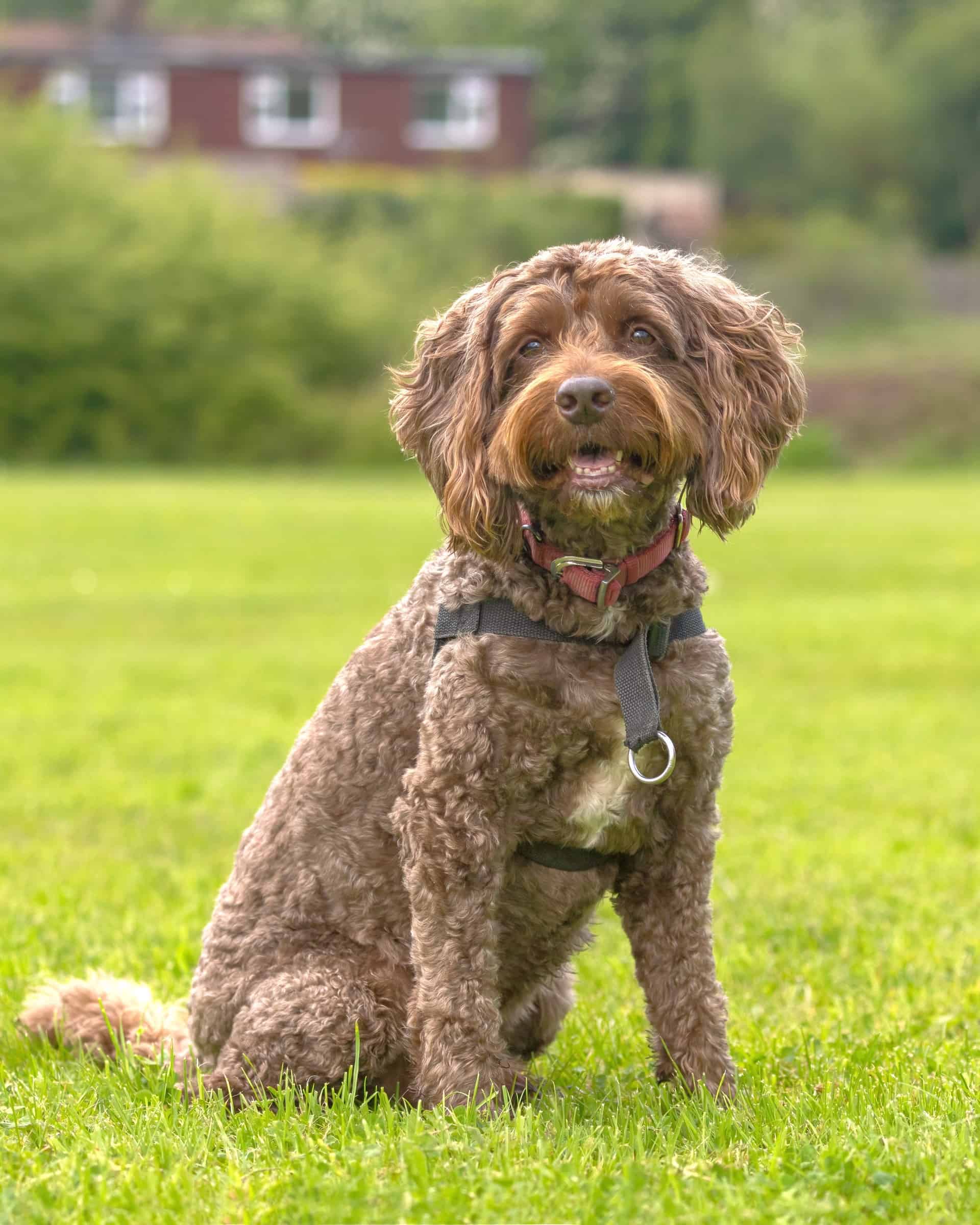 14 Best Cockapoo Haircuts With Pictures! (2024 Updated)