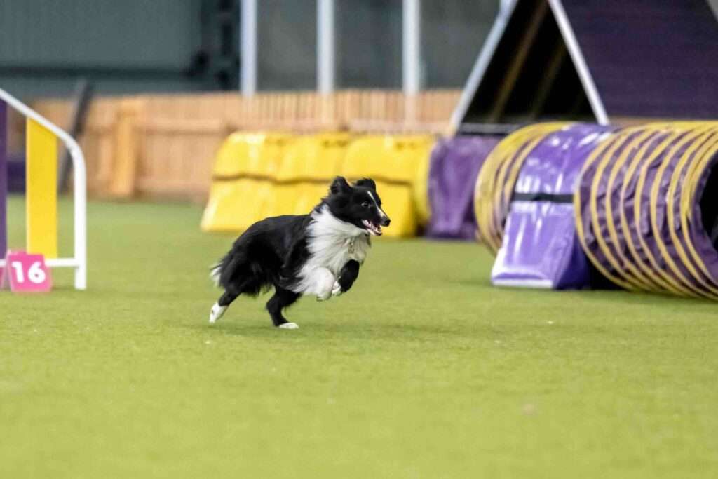 What is the AKC Agility Course Test program?