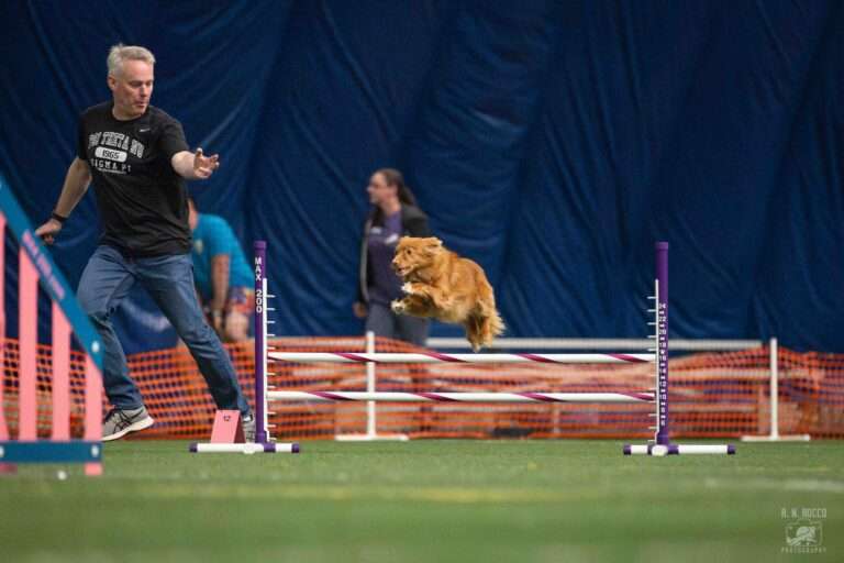 AKC Agility Titles Overview of Canine Agility Achievements