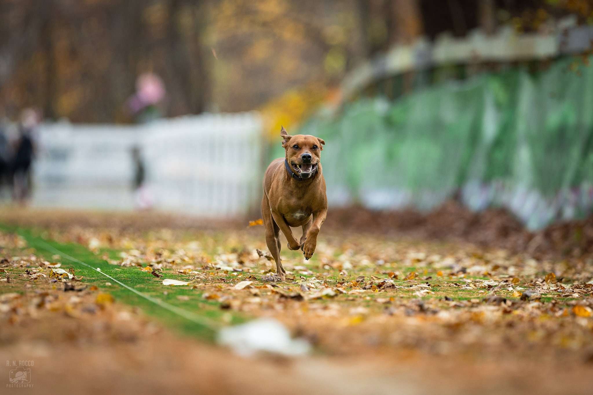 Mastering Fast CAT Rankings A Comprehensive Guide