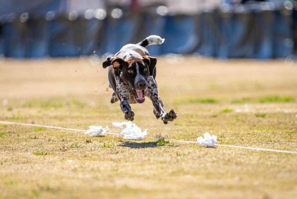 Mastering Fast CAT Rankings A Comprehensive Guide